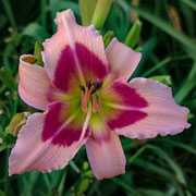 Petite Dragon Daylily